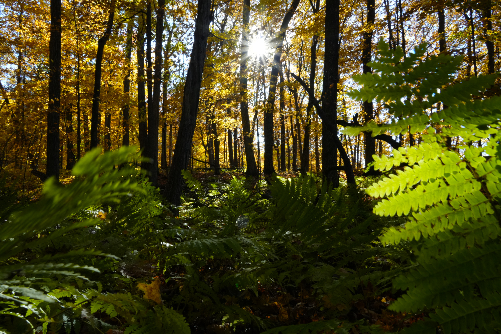 Fall Fern Forest St Joseph, MN