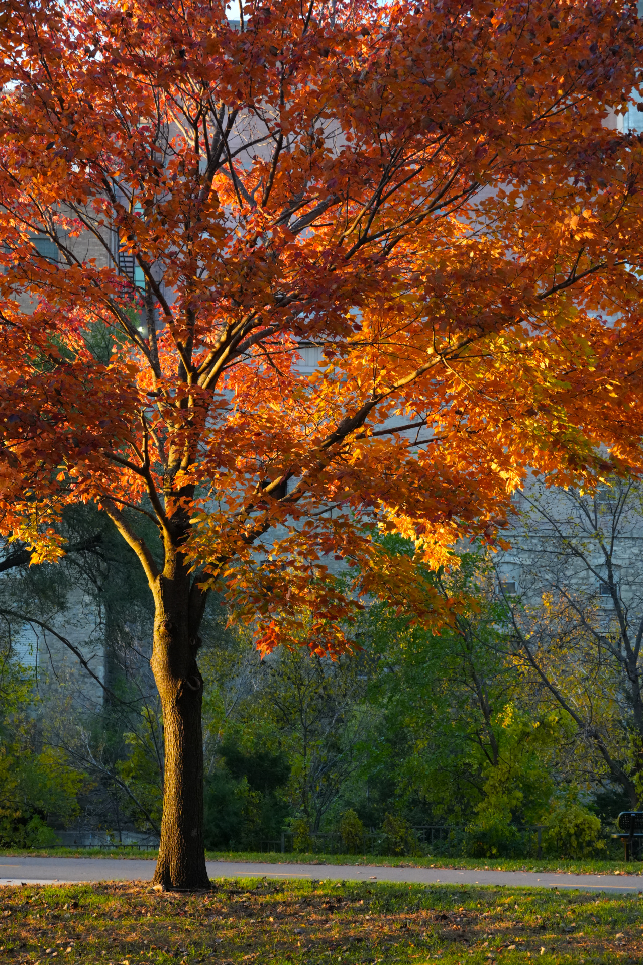 Burnt Orange Tree in Fall Hastings, MN
