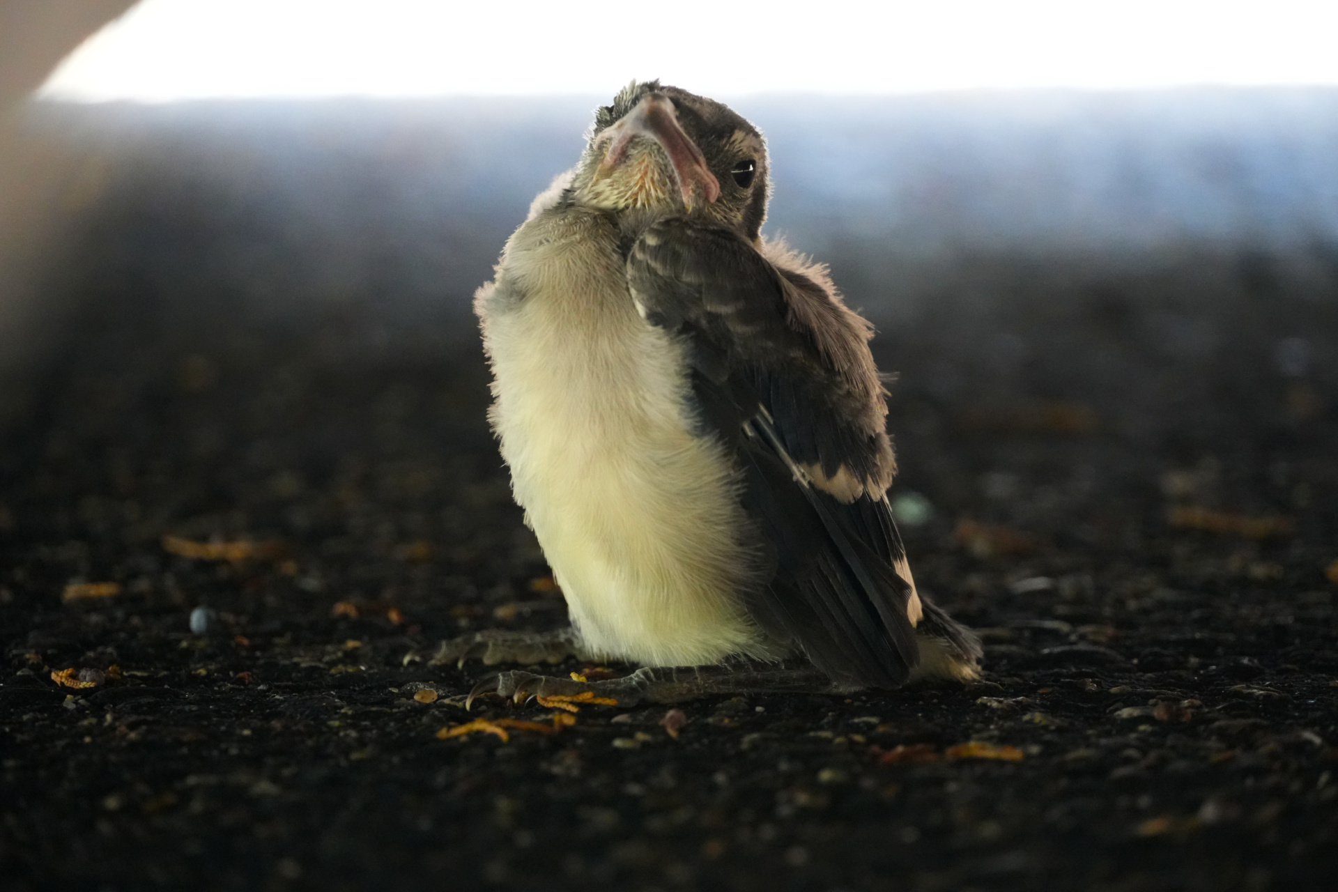 Baby Fledgling Somewhere, MN