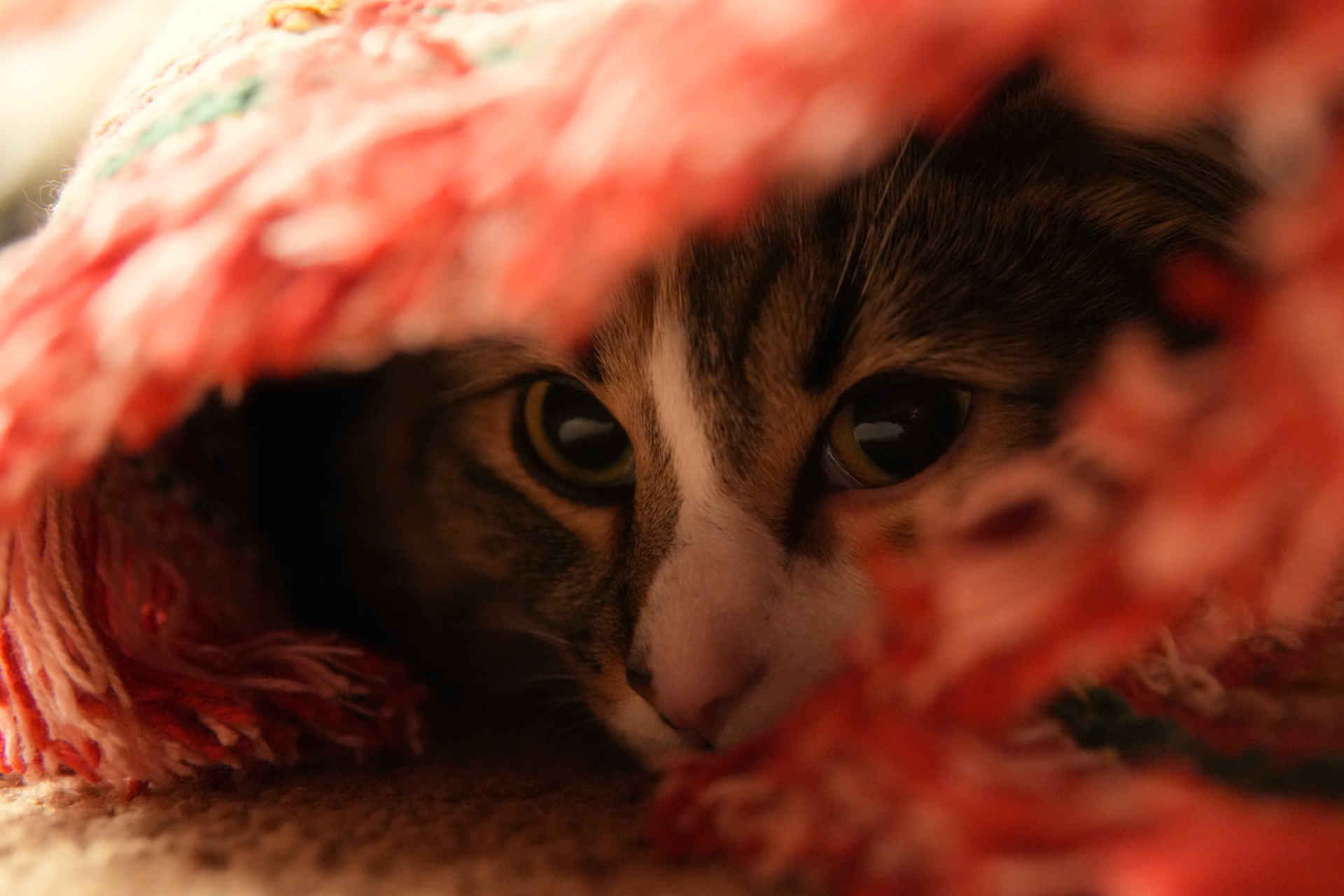 Lil Kitty Forest Lake, MN