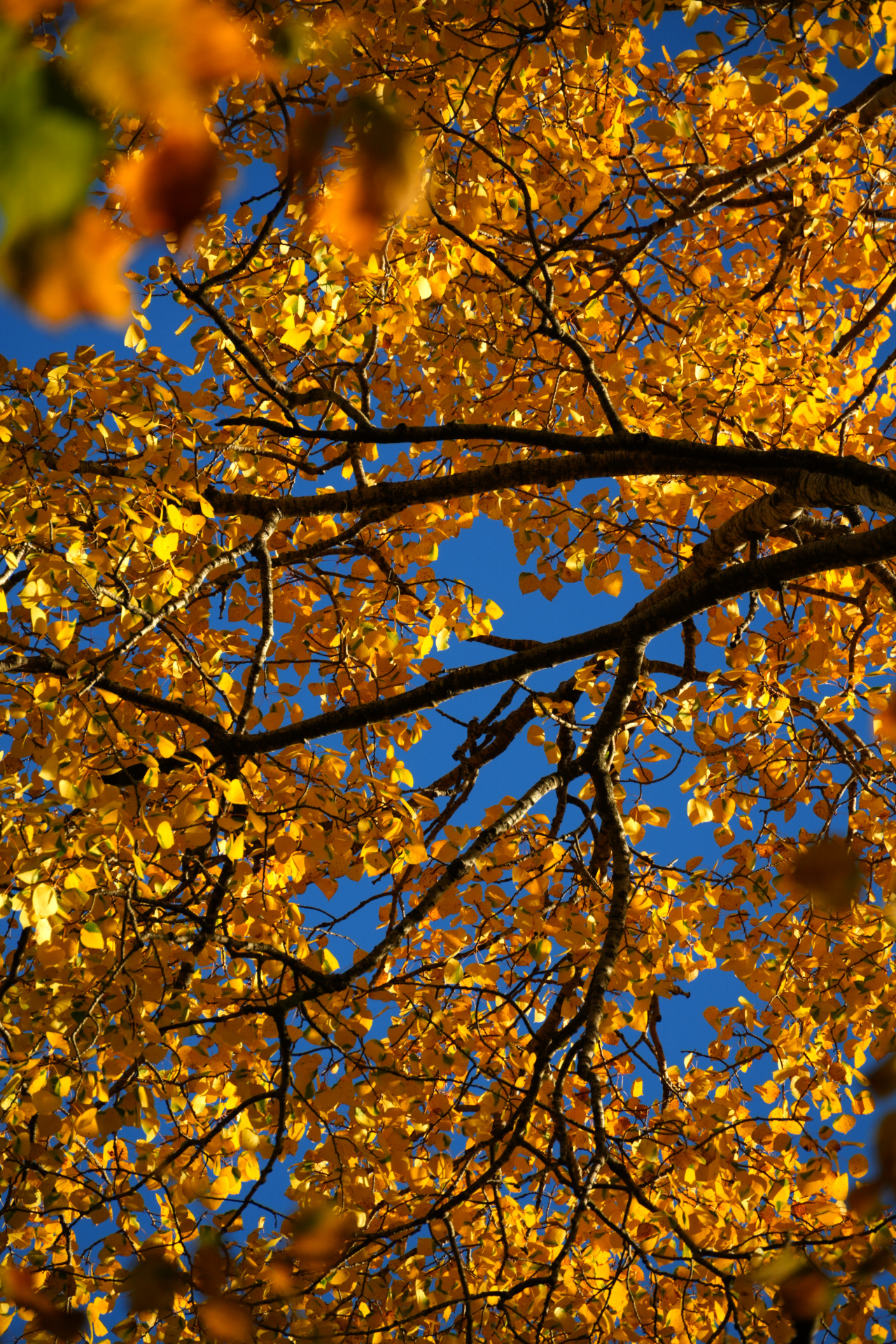 Golden Yellow Aspens Leaves Denver, CO