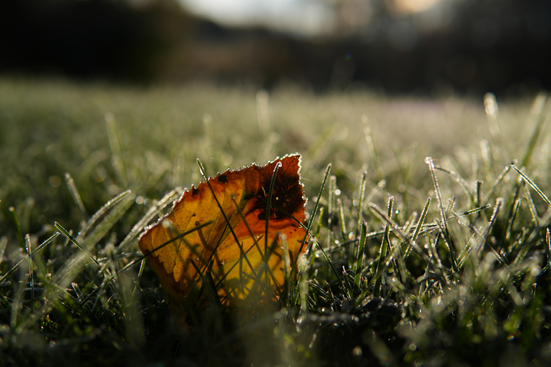 Frosty Fall Leaf Vadnais Heights, MN