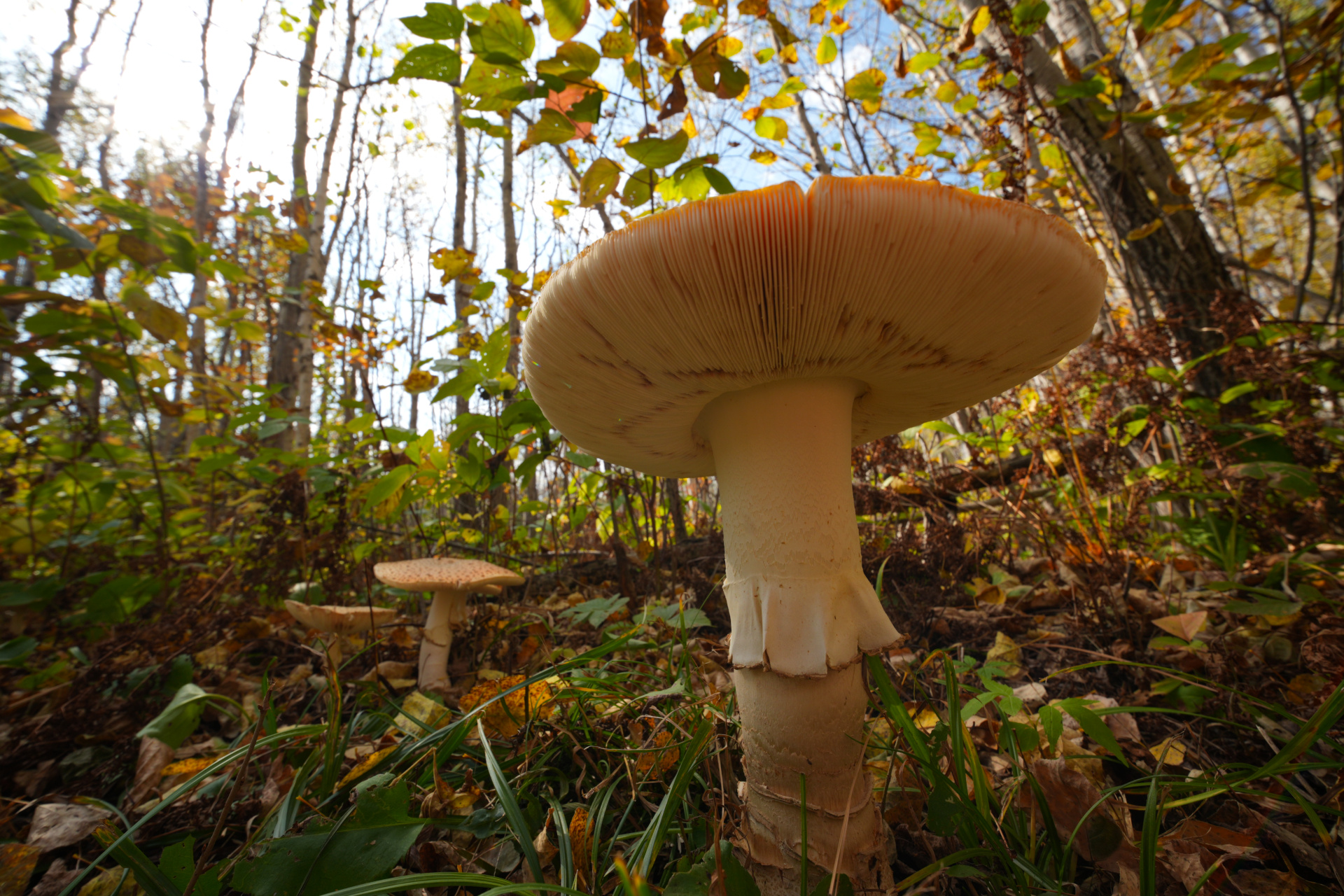 Amanita Mushroom Grand Marais, MN