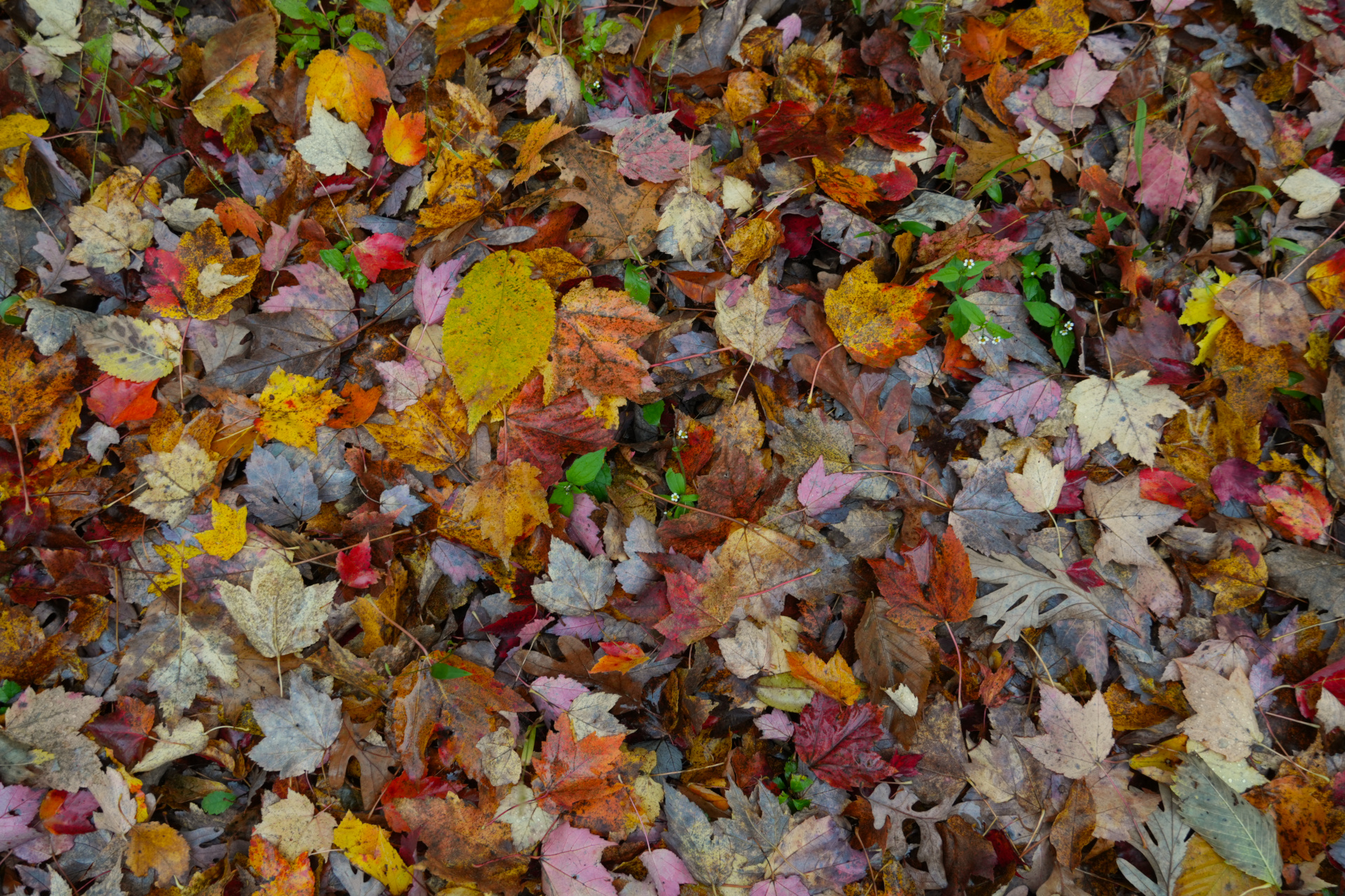 Damp Fall Leaves Minneapolis, MN